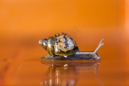 蜗牛慢的追求Snail爬在地上泰国图片