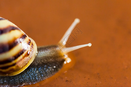 Snail爬在地上泰国追踪草种族图片