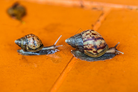 可爱的决心Snail爬在地上泰国慢的图片