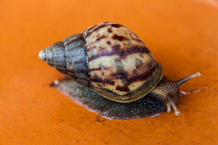 种族成功动机Snail爬在地上泰国图片