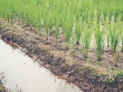 场景泰国Saraburi运河附近的绿稻田厂位于泰国Saraburi景观农场图片