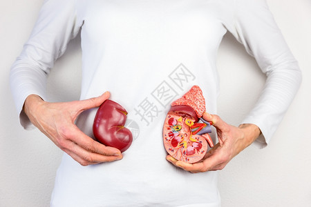 解剖学女手握人体肾脏器官模型在身体前尿毒症失败图片