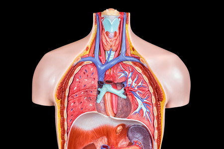 以黑背景隔离肺部和喉咙的模拟人体内部身模型黑色的里面德尔登图片