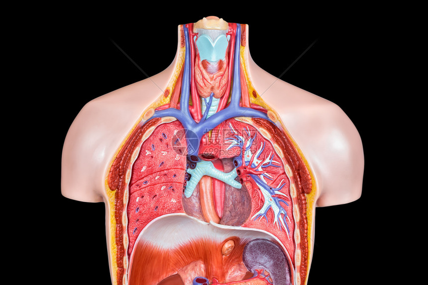 以黑背景隔离肺部和喉咙的模拟人体内部身模型黑色的里面德尔登图片