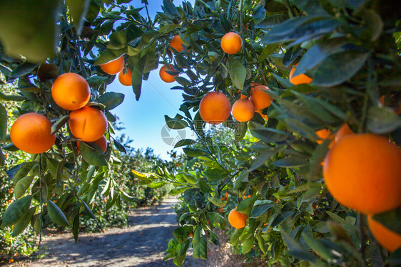 美国加利福尼亚州橙色种植场口袋害虫状态图片