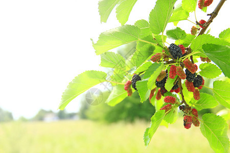 树枝上挂在的红莓和黑树上挂着的RipeMuulberry种植树上成熟的Mulberry树上草莓叶子簇图片