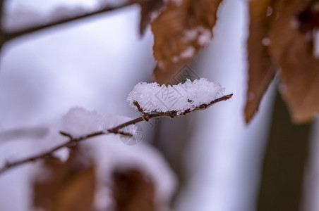 干净的公园植物秋天第一场雪中的黄叶上雪花秋天第一场雪图片