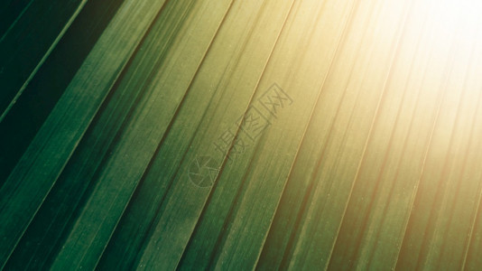 草森林热带绿色椰子叶纹理背景太阳升起的暗色彩活图片