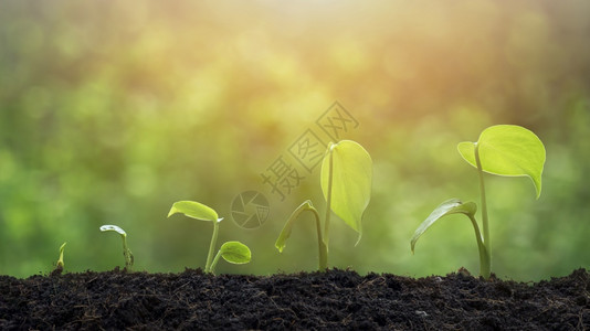 植物学在绿背景模糊的肥沃土壤上以发芽顺序生长的农业植物幼苗表面的阳光照在绿化背景模糊的肥沃土壤上龟背竹新鲜的图片