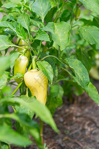 在花园里放黄胡椒在菜园里放甜辣椒有机胡养殖场水果地面钟图片