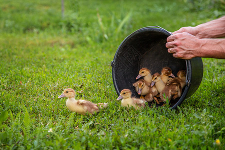 动物农场院子里的小鸭宠物背景中的绿草小鸭子背景中的绿草婴儿蓬松图片