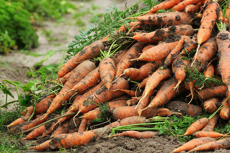 蔬菜花园里新鲜的熟橙红胡萝卜健康素食栽培夏天图片