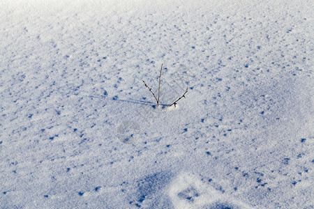 水晶美丽冬季雪和中地漂流的草原背景下冬季的青草干枯枝上露出雪闪亮的图片