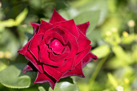 植物学在绿色背景的一朵盛开鲜红玫瑰花在绿色背景的鲜红玫瑰花园晴天图片