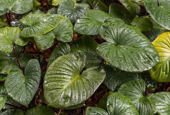 叶子花的颜色Philodendronmelinonii溴绿色背景叶上的水滴图片