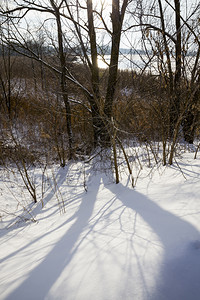 日落时树木的阴影落在大深雪的阴影下冬天雪飘动在季分支场景风优美背景图片