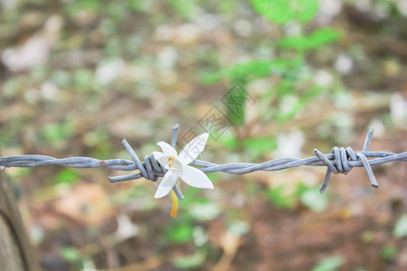 植物带刺铁丝网的鲜花树保护图片