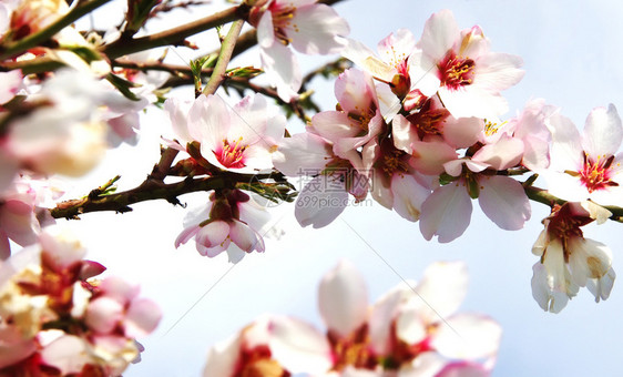 柔软的粉红花丛露桃树分支美丽的花图片