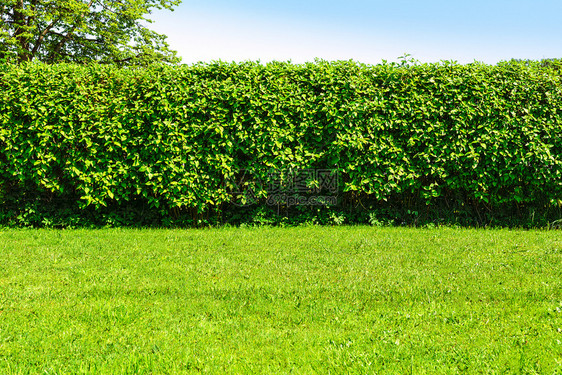 家庭园林景观绿色草坪和蓝天空背景的大树篱墙正式自然图片
