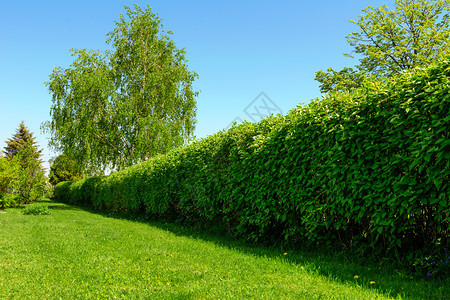 私人的生态家庭园林景观绿色草坪和蓝天空背景的大树篱屋图片