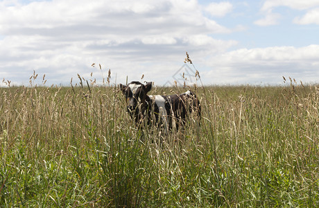 天空夏户外小牛只在草地上行走生着绿草放牧牛野图片