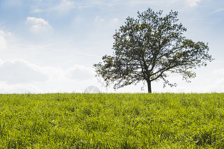 在绿草地中间的一棵树蓝天空背景复制间春天观图片