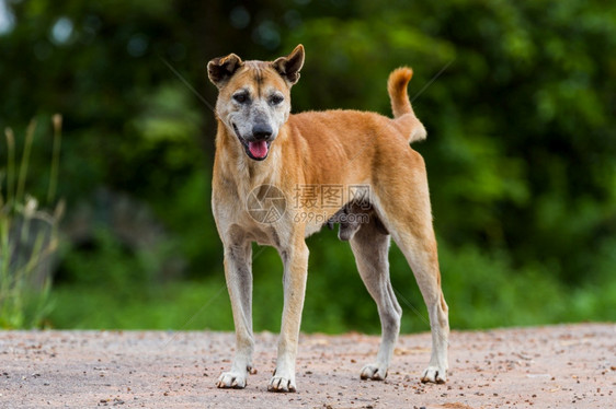 孤独的泰籍狗站在绿色自然背景的路上纯种听话国内的图片