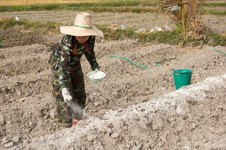 白色的女园艺人将石灰或氢氧化钙放入土壤以中和的酸农业场景图片