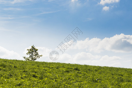 日出绿色在草地中间的一棵树蓝天空背景太阳图片
