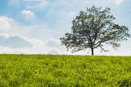 针叶树在绿草地中间的一棵树蓝天空背景旅行游图片
