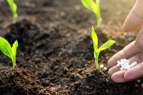 新的场地花园玉米幼苗从肥沃的土壤中生长图片