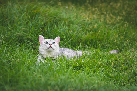 草地上躺着仰望的猫咪图片