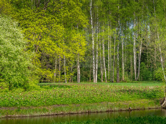 在河岸边的森林上有阳光明媚的森林景观宽绿色图片
