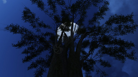 丰富多彩的美丽月亮之夜用3D软件制成的树框架图片