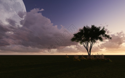 植物云月亮之夜用3D软件制成的树花图片