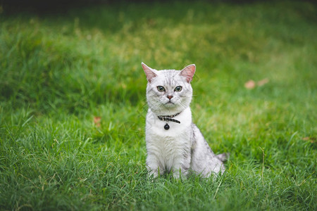 绿草地上的银渐层猫图片