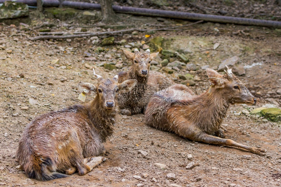草食动物坐在公园里的年轻雄鹿非常泥泞季节图片