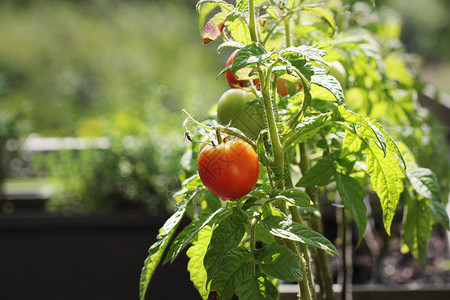 生长的西红柿图片