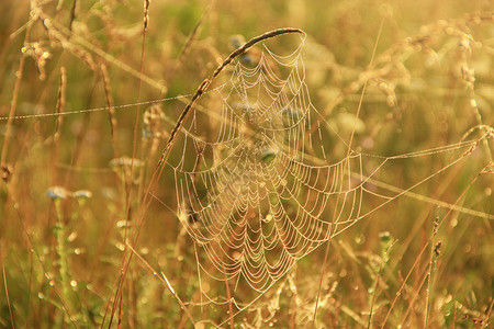 降低蜘蛛角网在太阳升起前的湿草下用露滴进行闭合蜘蛛爪子小窝里有水滴蜘蛛大屋里有丝滴在蜘蛛黎明之家用露滴做结密湿度野生动物图片