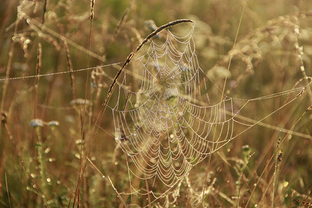 动物湿的自然蜘蛛角网在太阳升起前的湿草下用露滴进行闭合蜘蛛爪子小窝里有水滴蜘蛛大屋里有丝滴在蜘蛛黎明之家用露滴做结密图片
