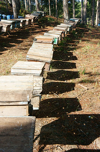 越南养蜂农业蜜蜂罐达拉特丛林蜜蜂群是营养饮食蜂在巢工作动物丰富多彩的阴影图片