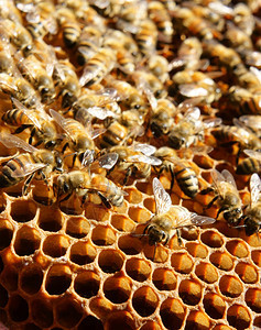越南养蜂农业蜜蜂罐达拉特丛林蜜蜂群是营养饮食蜂在巢工作职的药物阴影图片