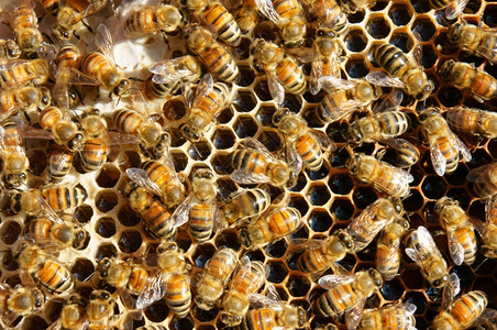 树景观荒野越南养蜂农业蜜蜂罐达拉特丛林蜜蜂群是营养饮食蜂在巢工作背景图片