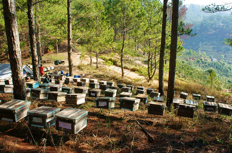 自然养蜂业人越南农业蜜蜂罐达拉特丛林蜜蜂群是营养饮食蜂在巢工作图片