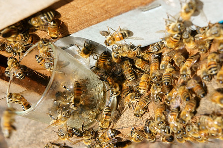 阴影团体女王越南养蜂农业蜜蜂罐达拉特丛林蜜蜂群是营养饮食蜂在巢工作图片