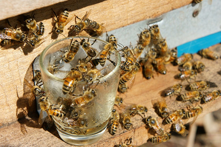 越南养蜂农业蜜蜂罐达拉特丛林蜜蜂群是营养饮食蜂在巢工作女王亚洲养蜂人图片