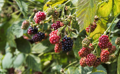 苦莓红黑熟和未的灌木绿叶作为本背景用成熟和未黑莓荷兰灌木荒野灰莓图片