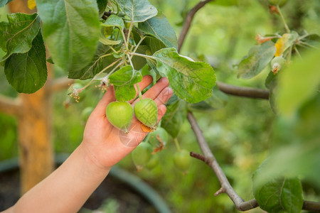 种植者农场户外青绿苹果的实挂在树枝上花园里种植有机水果青绿苹的子挂在树枝上图片