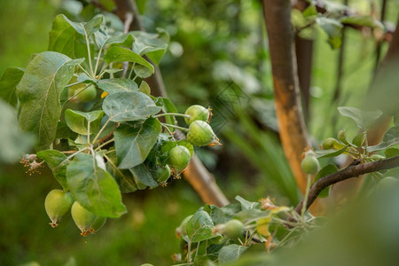 果园青绿苹的实挂在树枝上花园里种植有机水果青绿苹的子挂在树枝上季节分支图片