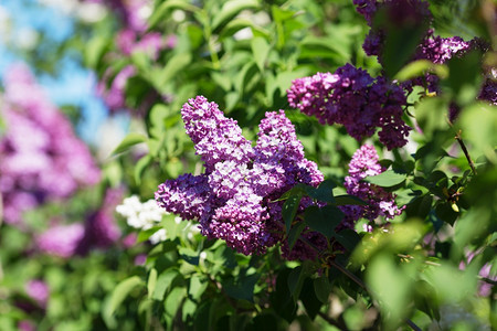 花香的天然本底朵紧贴着本背景春丽紫的宏观图象带叶子的花枝美丽白色瓣图片